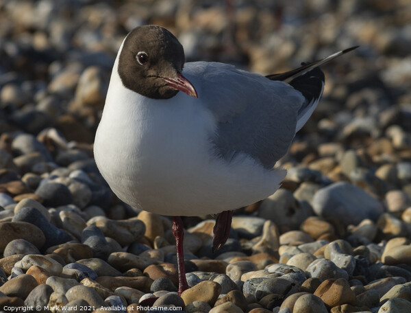 Black-Headed Gull in Sussex. Picture Board by Mark Ward