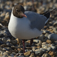 Buy canvas prints of Black-Headed Gull in Sussex. by Mark Ward