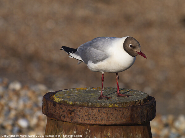 A Black-Headed Gull at Rest. Picture Board by Mark Ward