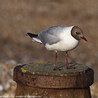 Buy canvas prints of A Black-Headed Gull at Rest. by Mark Ward