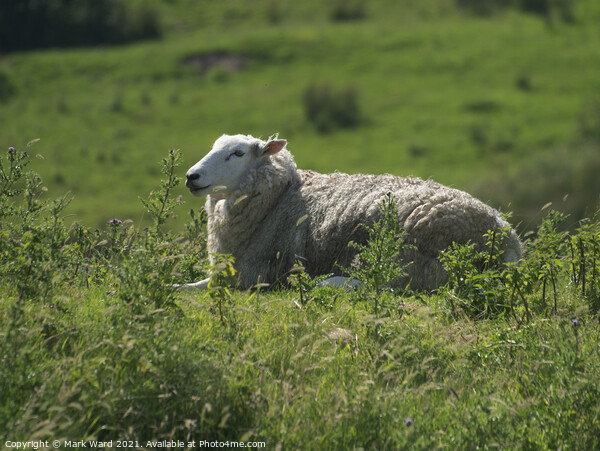 Ewe Resting in the Sunshine. Picture Board by Mark Ward