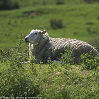 Buy canvas prints of Ewe Resting in the Sunshine. by Mark Ward