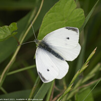 Buy canvas prints of Cabbage White Butterfly by Mark Ward