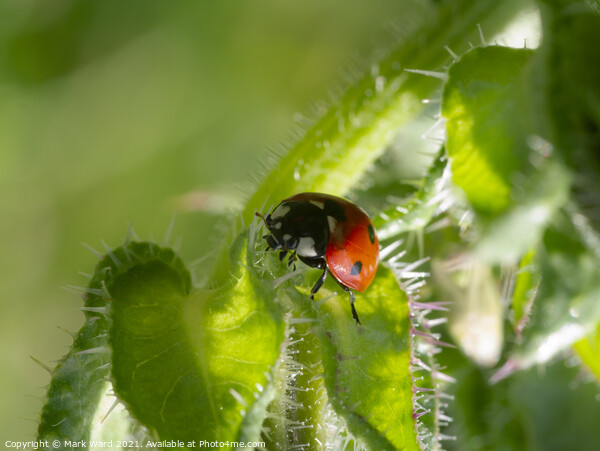 Ladybird on the Hunt. Picture Board by Mark Ward