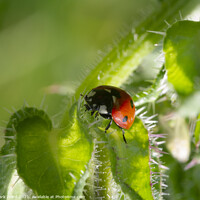 Buy canvas prints of Ladybird on the Hunt. by Mark Ward