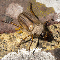 Buy canvas prints of Maybug Beetle. by Mark Ward