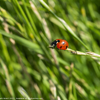 Buy canvas prints of Ladybird on a Grass Tip by Mark Ward