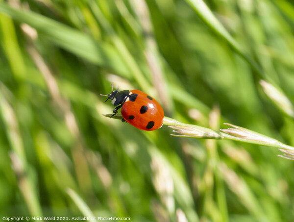 Ladybirds Are Go. Picture Board by Mark Ward