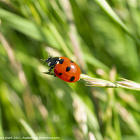Buy canvas prints of Ladybirds Are Go. by Mark Ward