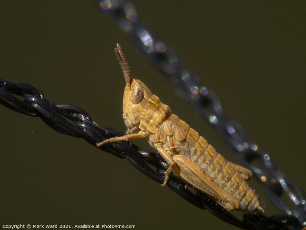 Common field grasshopper Picture Board by Mark Ward