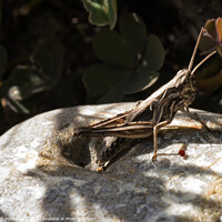 Buy canvas prints of Grasshopper on a Rock. by Mark Ward