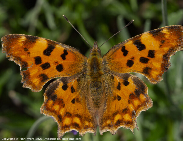  Comma butterfly on a bush. Picture Board by Mark Ward