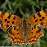 Buy canvas prints of  Comma butterfly on a bush. by Mark Ward