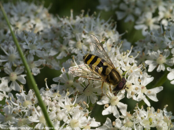Hoverfly on Cow Parsley. Picture Board by Mark Ward