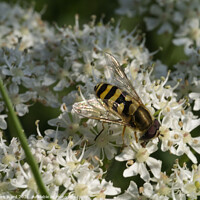 Buy canvas prints of Hoverfly on Cow Parsley. by Mark Ward