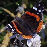 Buy canvas prints of Red Admiral Butterfly by Mark Ward