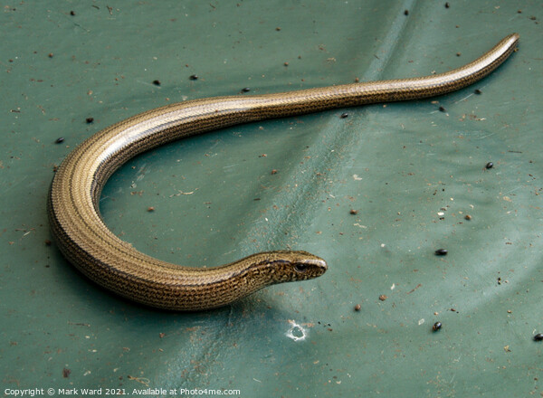Slow worm Picture Board by Mark Ward