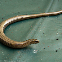 Buy canvas prints of Slow worm by Mark Ward