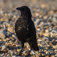 Buy canvas prints of Carrion Crow by Mark Ward