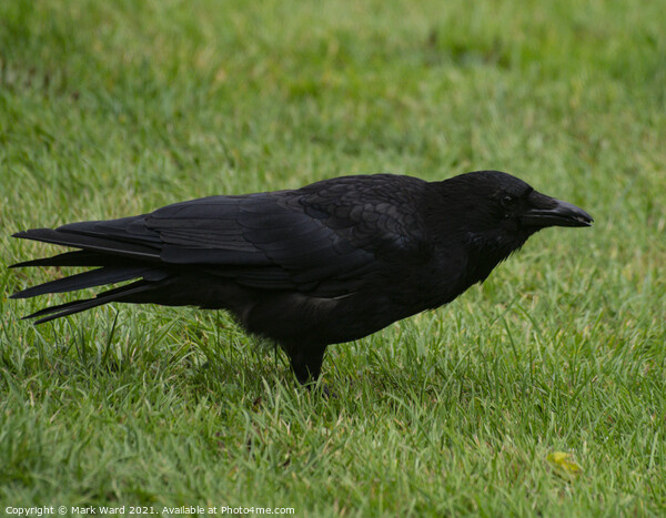 Carrion Crow. Wary but not scared. Picture Board by Mark Ward