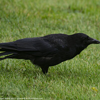 Buy canvas prints of Carrion Crow. Wary but not scared. by Mark Ward