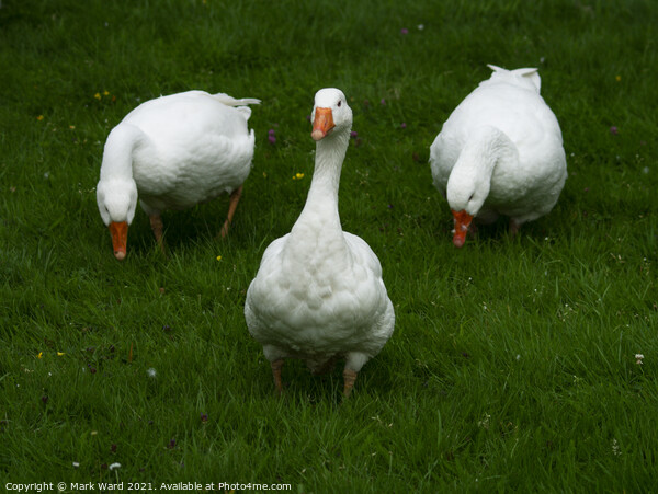 Three White Geese Picture Board by Mark Ward