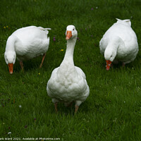 Buy canvas prints of Three White Geese by Mark Ward