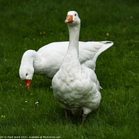 Buy canvas prints of Two White Geese by Mark Ward