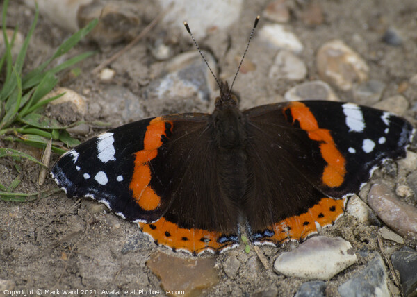 Red Admiral Catching the August Sun. Picture Board by Mark Ward
