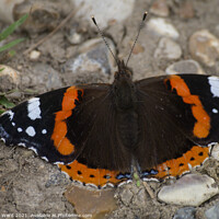 Buy canvas prints of Red Admiral Catching the August Sun. by Mark Ward