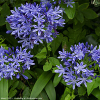 Buy canvas prints of Agapanthus Blue Peter by Mark Ward