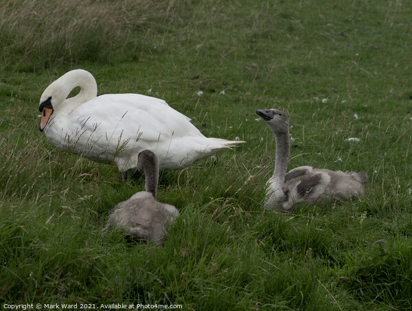 Cygnets and Swan Picture Board by Mark Ward