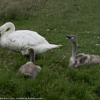 Buy canvas prints of Cygnets and Swan by Mark Ward