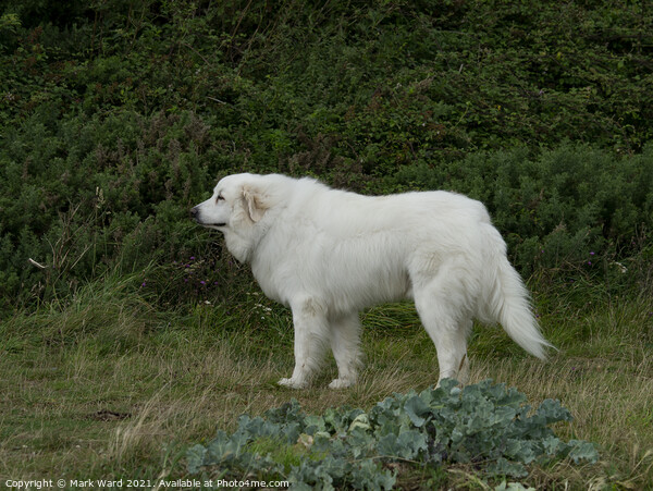Big White Dog. Picture Board by Mark Ward