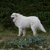 Buy canvas prints of Pyrenean Mountain Dog with an enigmatic smile. by Mark Ward