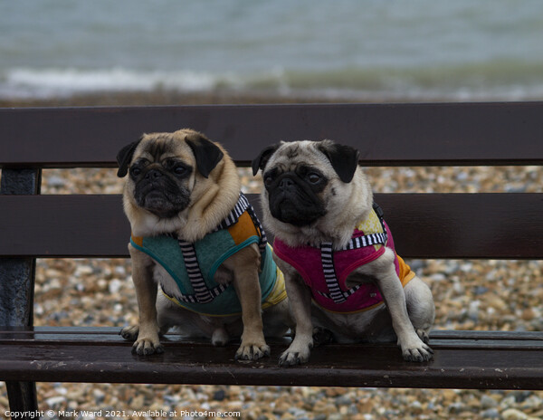 A Pair of Pugs Picture Board by Mark Ward