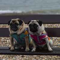 Buy canvas prints of A Pair of Pugs by Mark Ward
