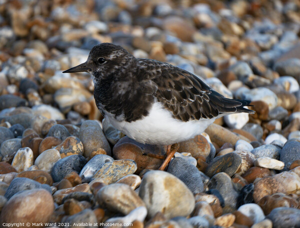 Turnstone. Picture Board by Mark Ward