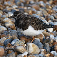 Buy canvas prints of Turnstone. by Mark Ward
