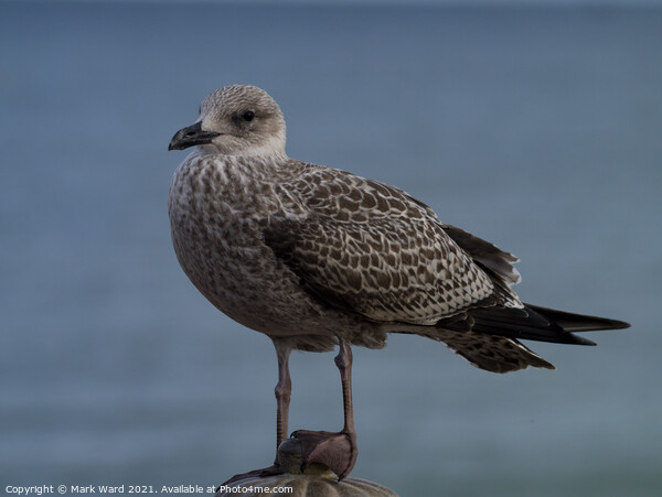 Young Gull Picture Board by Mark Ward