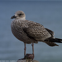 Buy canvas prints of Young Gull by Mark Ward