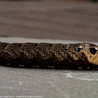 Buy canvas prints of Elephant Hawk Moth Caterpillar on the move. by Mark Ward