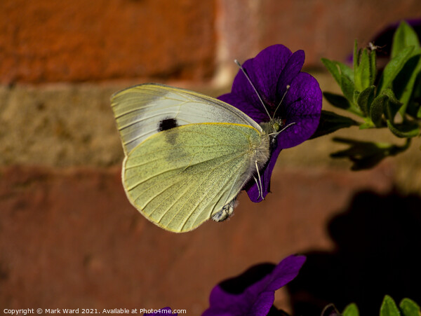 Cabbage White Butterfly Picture Board by Mark Ward
