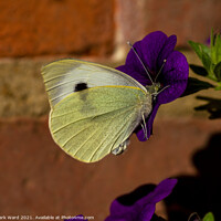 Buy canvas prints of Cabbage White Butterfly by Mark Ward