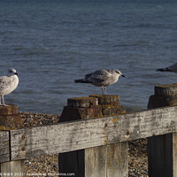 Buy canvas prints of Gulls and Groynes. by Mark Ward