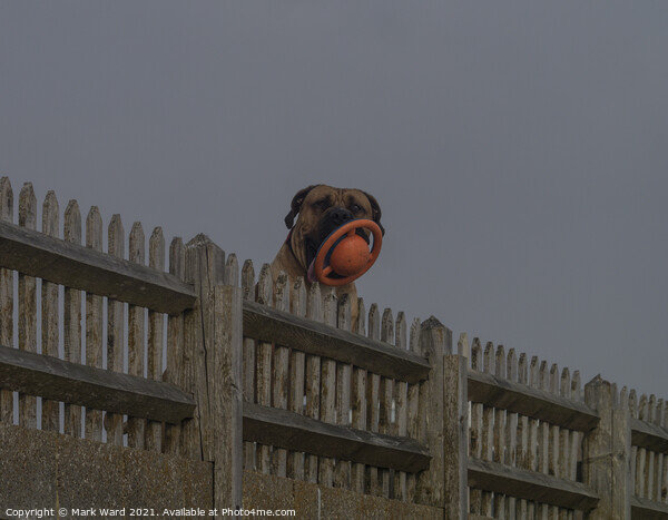 Bulldog mastiff Trying to look Scary. Picture Board by Mark Ward