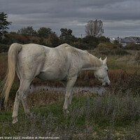 Buy canvas prints of White Horse. by Mark Ward