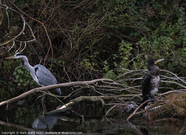 Heron and Cormorant. A Working Relationship. Picture Board by Mark Ward