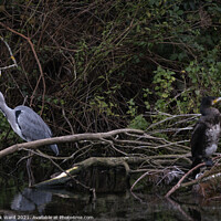 Buy canvas prints of Heron and Cormorant. A Working Relationship. by Mark Ward