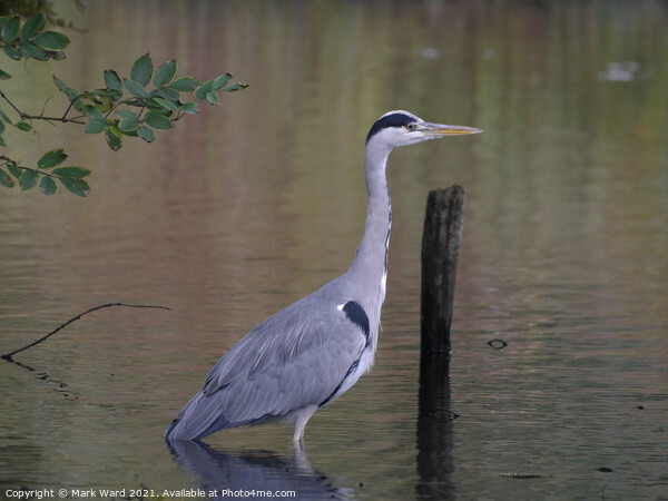 A Heron Waits Picture Board by Mark Ward